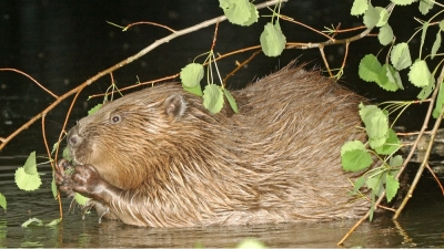 Večerní exkurze za bobry na Ploučnici
