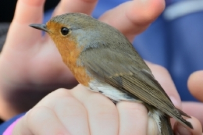 Vítání ptačího zpěvu