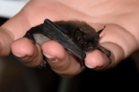 Mezinárodní noc pro netopýry